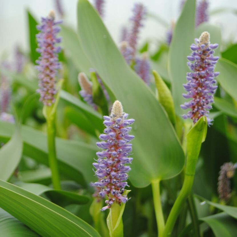 Lila Blüten der Sumpfpflanze Pickerel