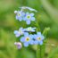 Blaue Vergissmeinnicht-Blüten mit gelben Akzenten
