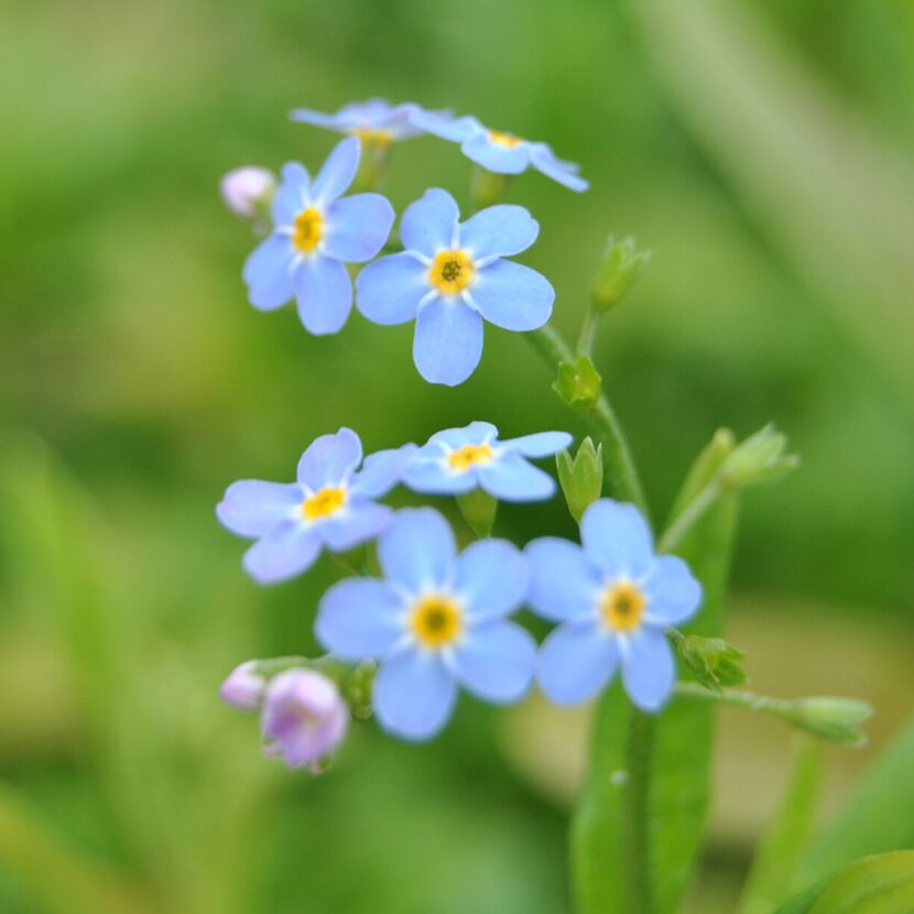 Blaue Vergissmeinnicht-Blüten mit gelben Akzenten