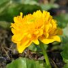 Gelbe Sumpfdotterblume