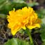 Gelbe Sumpfdotterblume