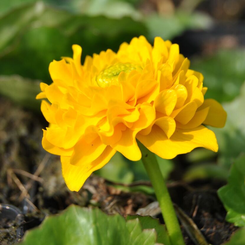Gelbe Sumpfdotterblume