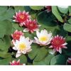 Rosa und weiße Seerosen auf einem Teich