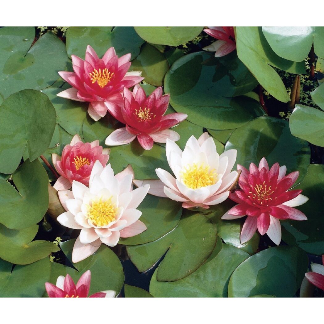 Rosa und weiße Seerosen auf einem Teich