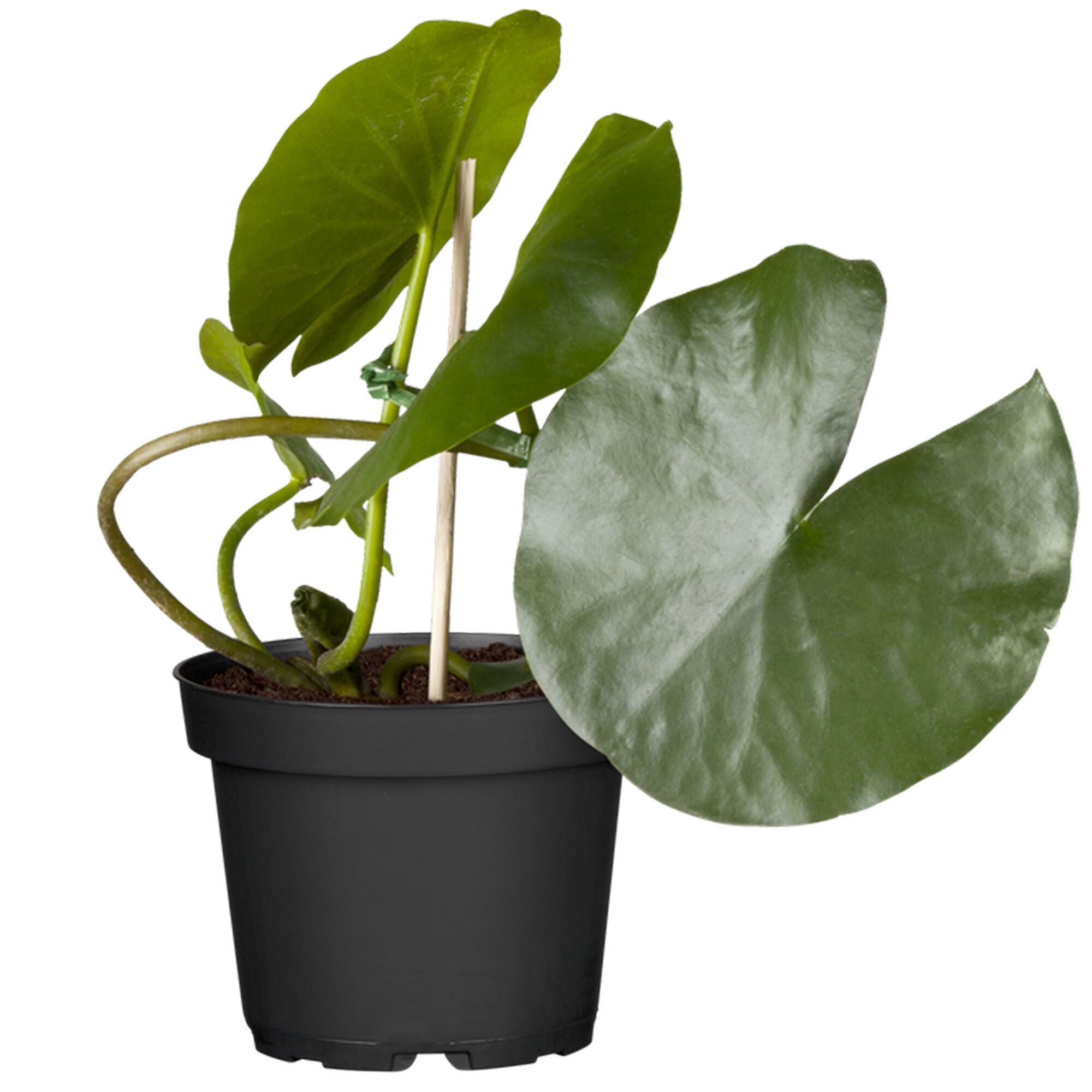 Seerose im schwarzen Topf