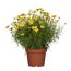 Gelbe Coreopsis im Topf