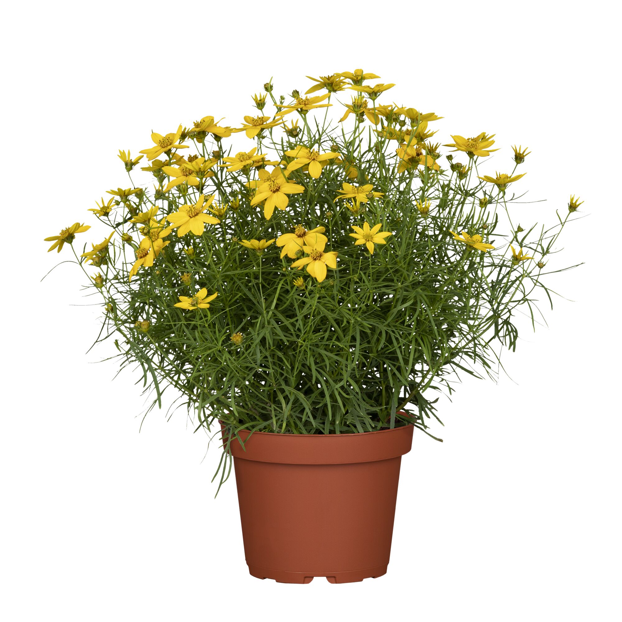 Gelbe Coreopsis im Topf