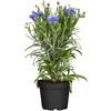Blaue Kornblume im schwarzen Topf