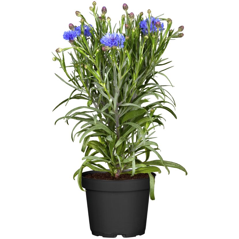Blaue Kornblume im schwarzen Topf