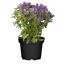 Lila Campanula-Pflanze im schwarzen Topf