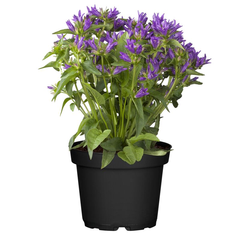 Lila Campanula-Pflanze im schwarzen Topf