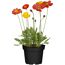 Topf mit roten und gelben Mohnblumen
