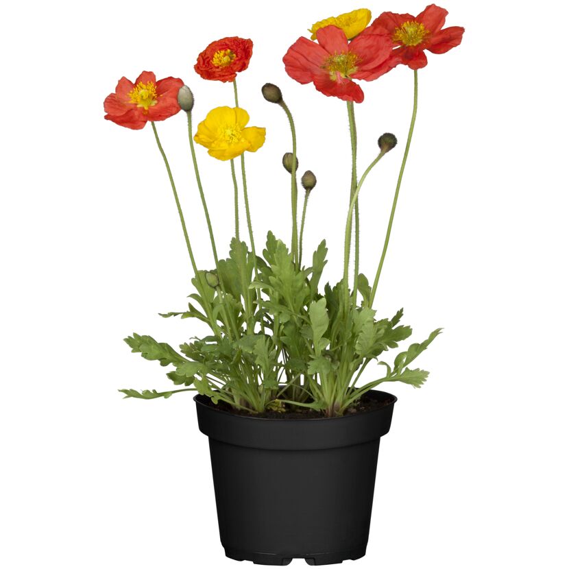 Topf mit roten und gelben Mohnblumen
