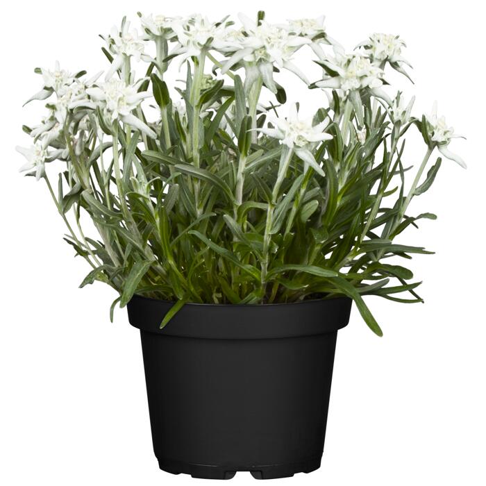 Edelweiß 12 cm Topf