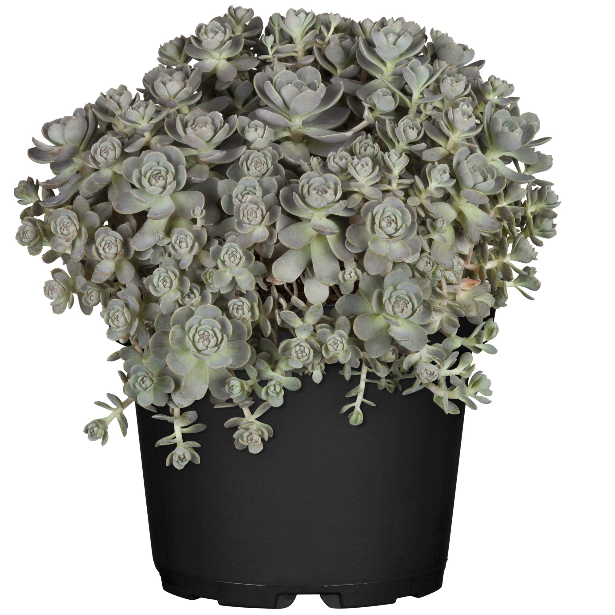 Sukkulente in schwarzem Topf