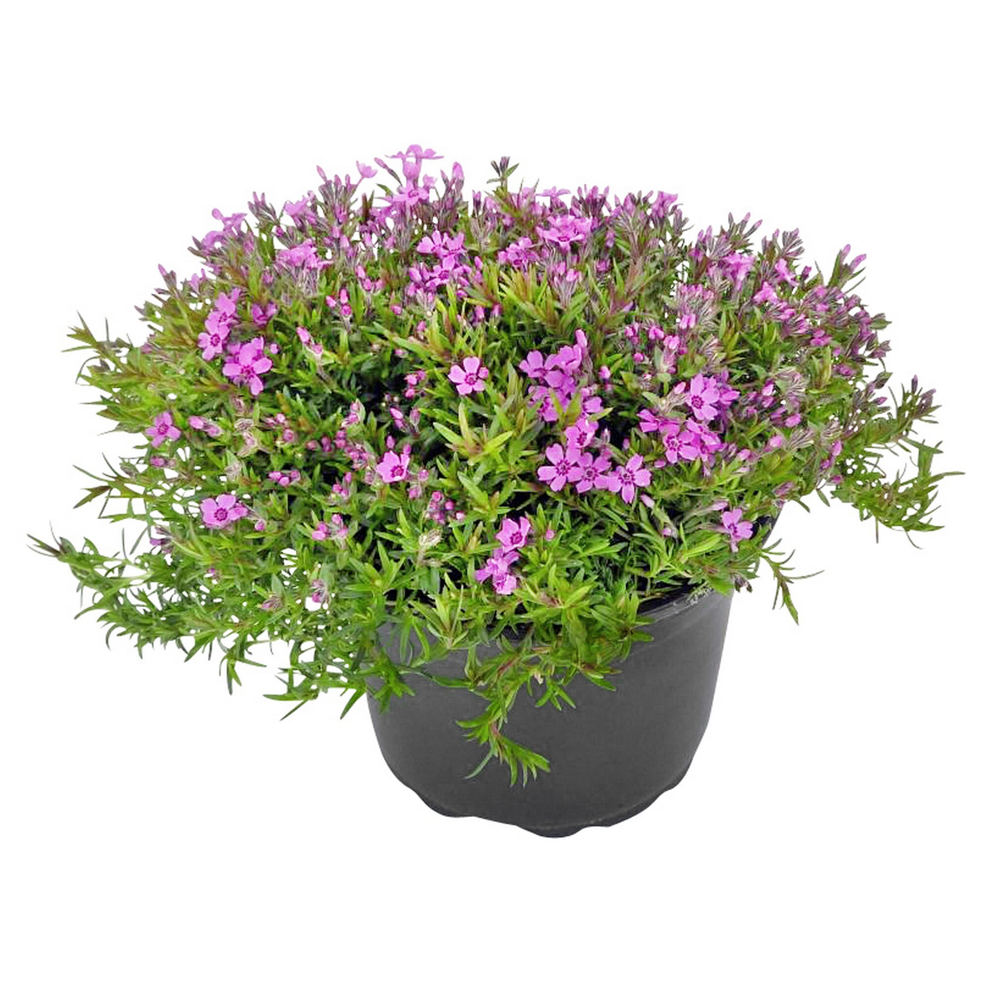Polsterphlox im Topf