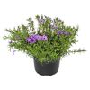 Lila Polsterphlox in schwarzem Topf