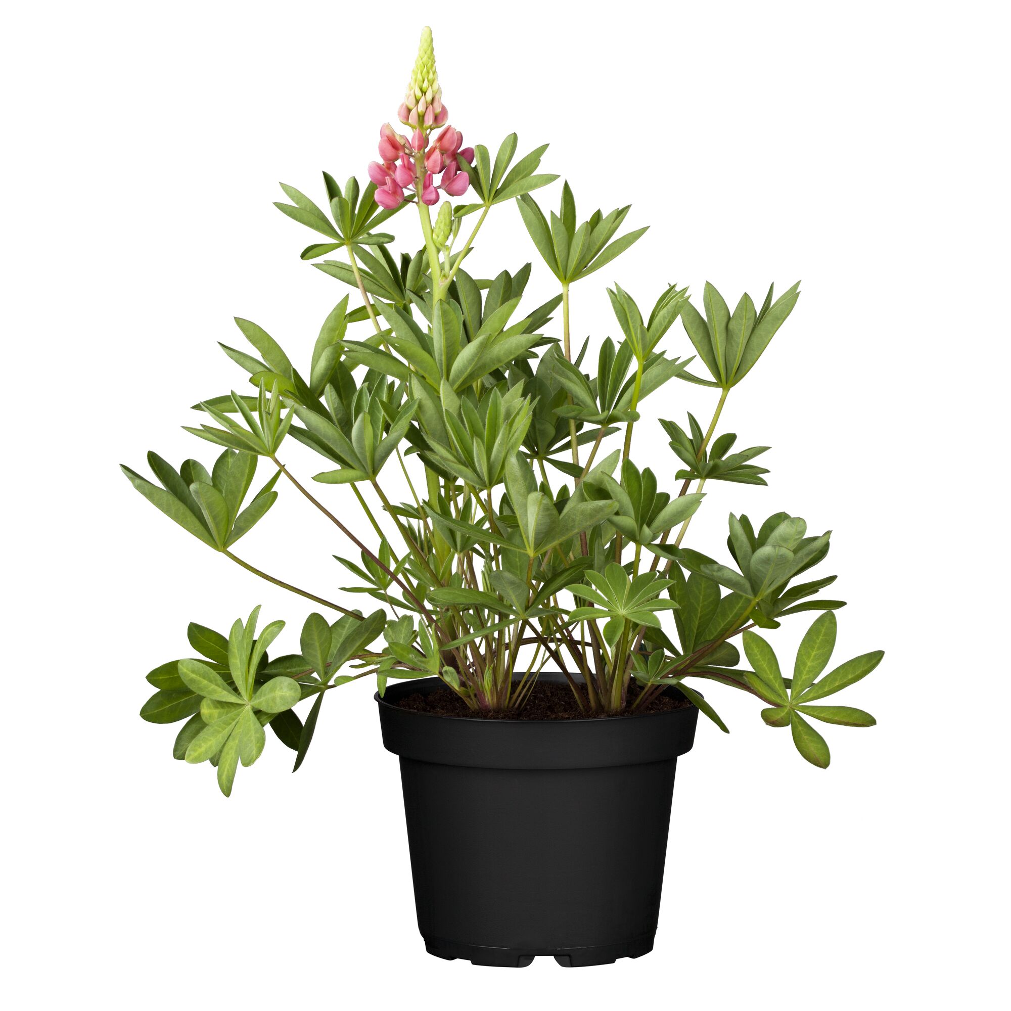 Lupine mit rosa Blüten im schwarzen Topf