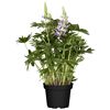 Lupine im Topf