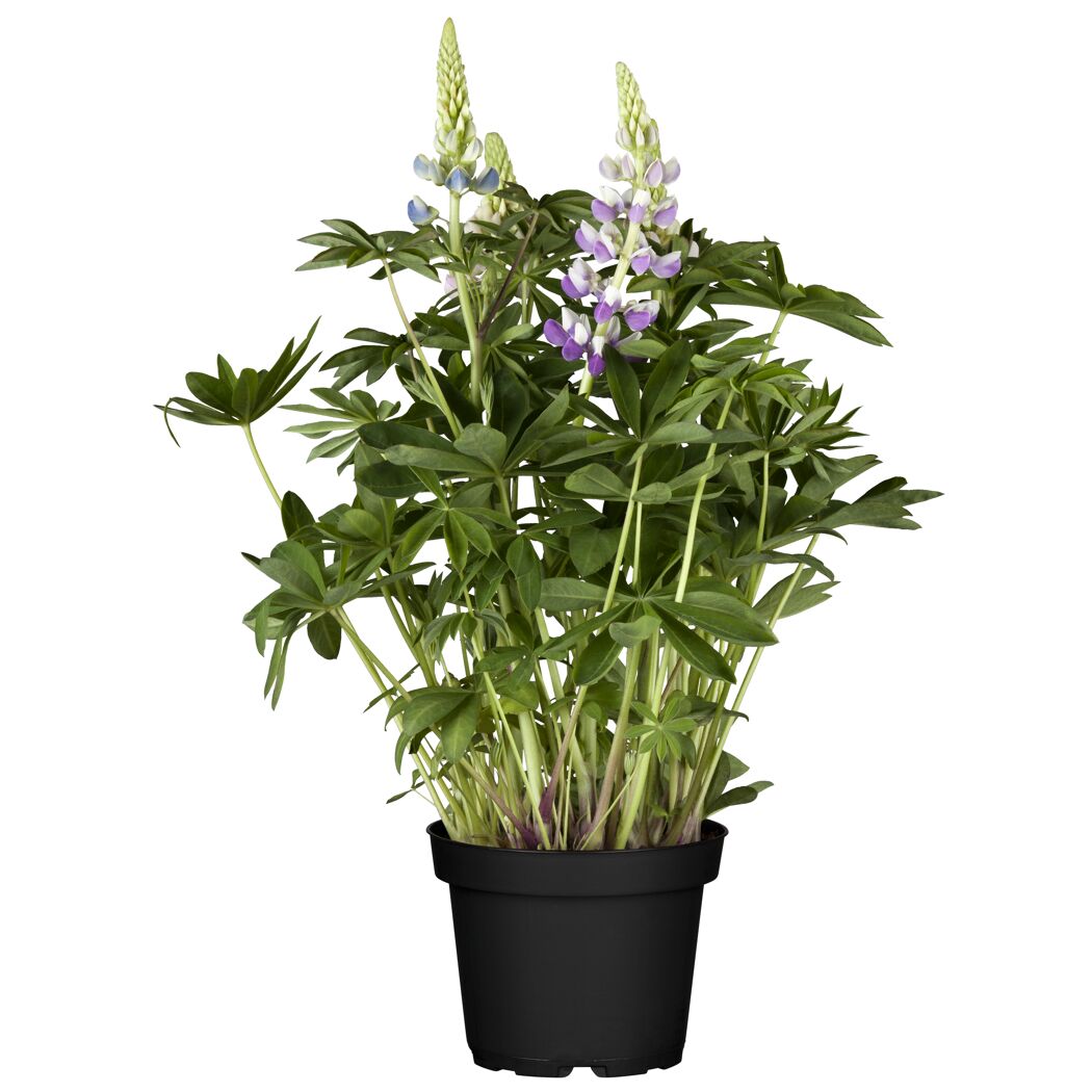 Lupine im Topf