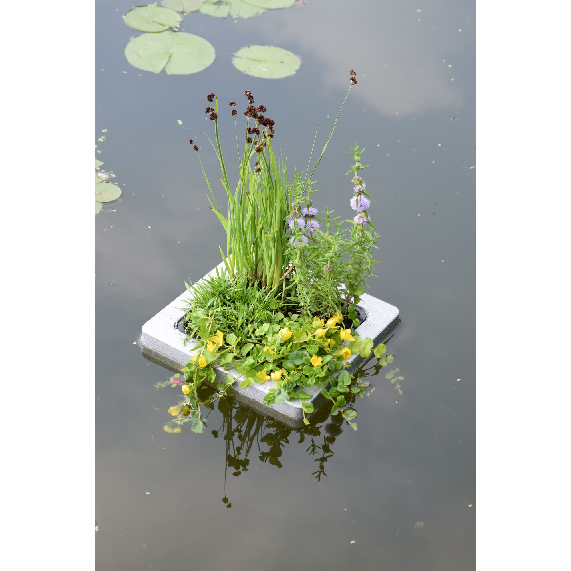 Schwimminsel mit Pflanzenmix im Teich