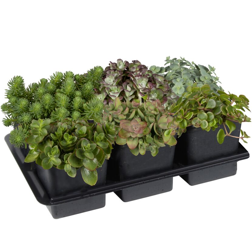 Verschiedene Sedum-Arten in einem Tray