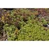 Verschiedene Sedum-Arten nebeneinander.