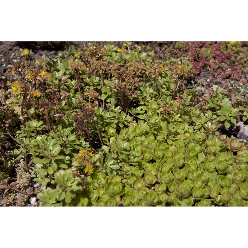Verschiedene Sedum-Arten nebeneinander.