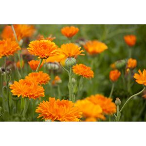 Ringelblume, 13 cm Topf