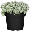 Sedum spathifolium Cape Blanco im Topf