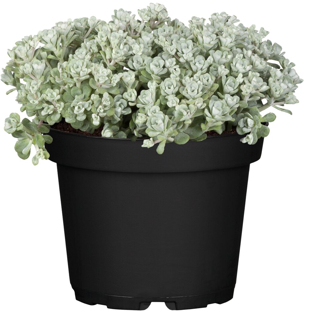 Sedum spathifolium Cape Blanco im Topf