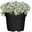 Sedum spathifolium Cape Blanco im Topf