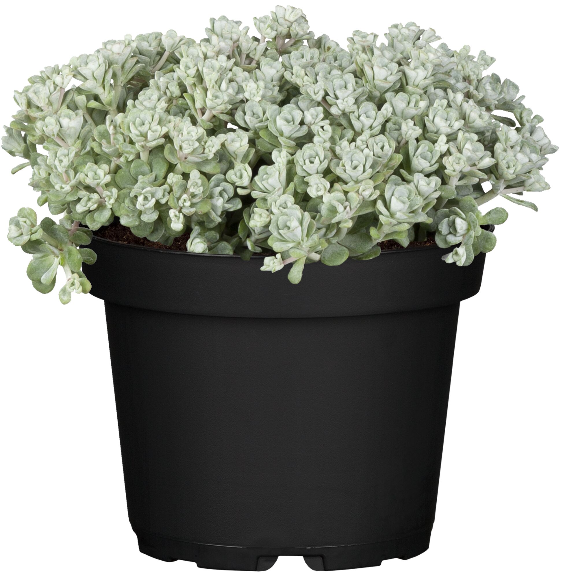 Sedum spathifolium Cape Blanco im Topf