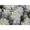 Nahaufnahme von Sedum spathifolium "Cape Blanco"