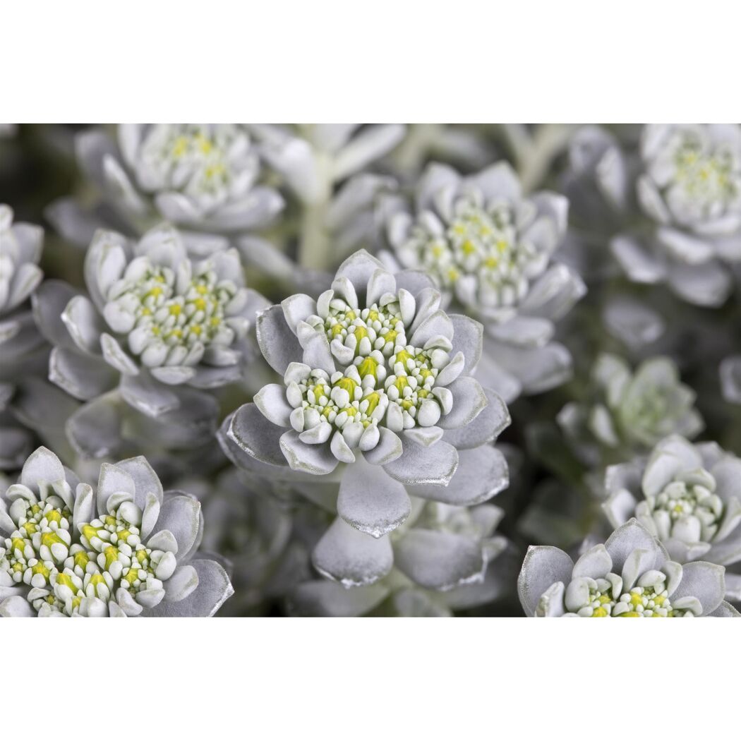 Nahaufnahme von Sedum spathifolium "Cape Blanco"