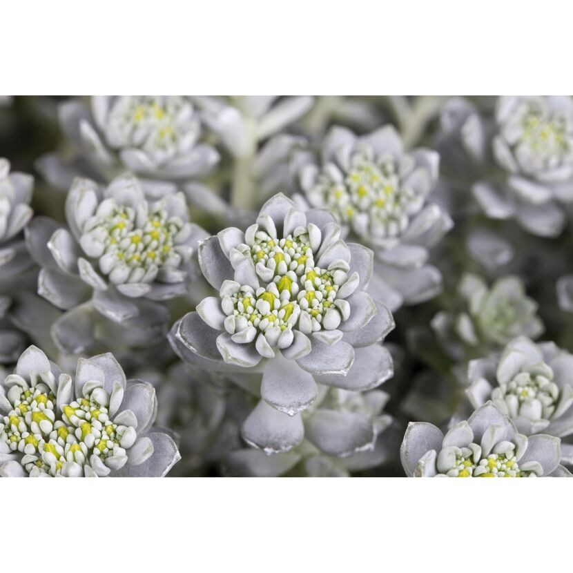 Nahaufnahme von Sedum spathifolium "Cape Blanco"