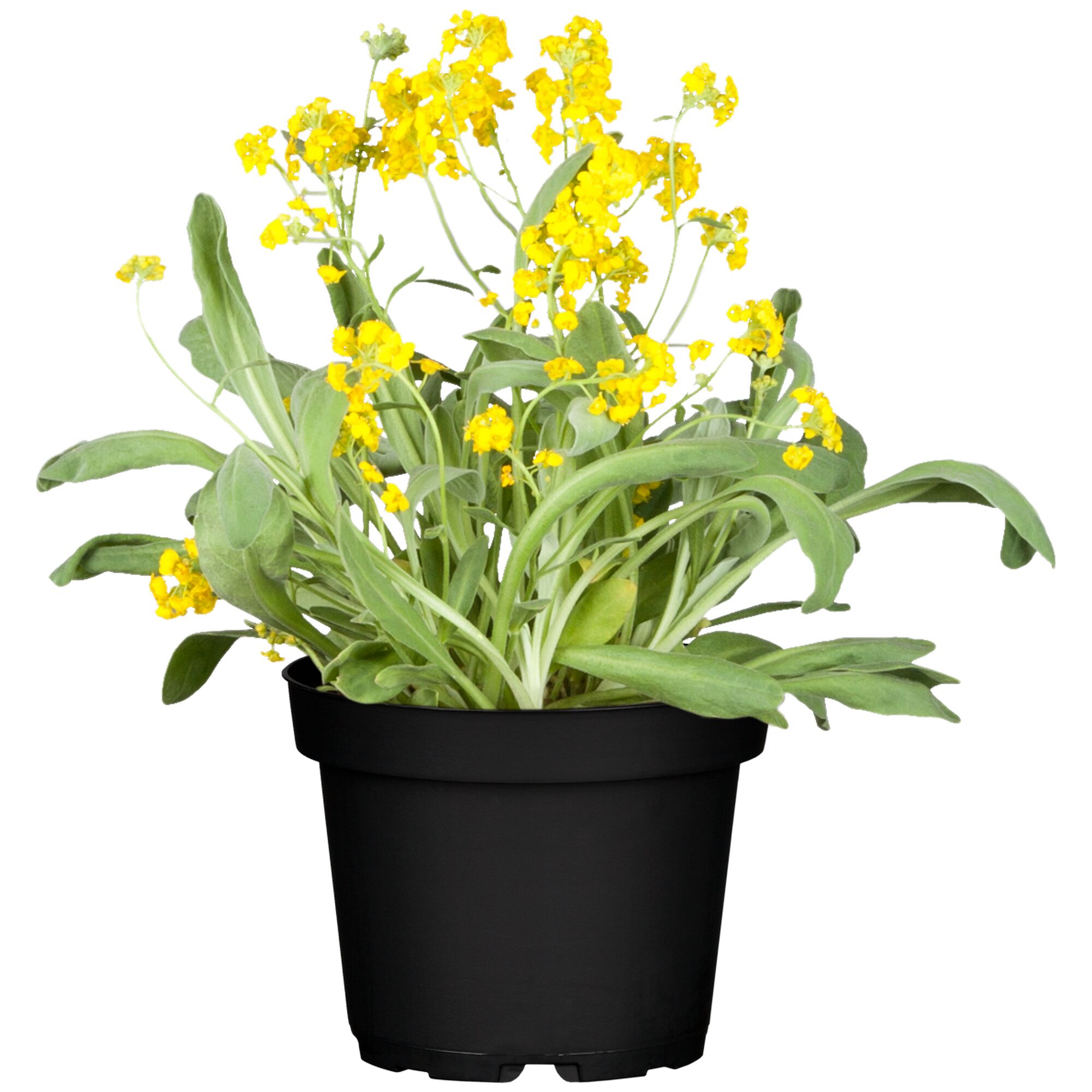 Gelbe Blütenpflanze im schwarzen Topf