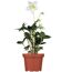Christrose verschiedene Sorten 14 cm Topf