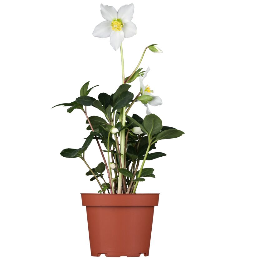 Christrose verschiedene Sorten 14 cm Topf
