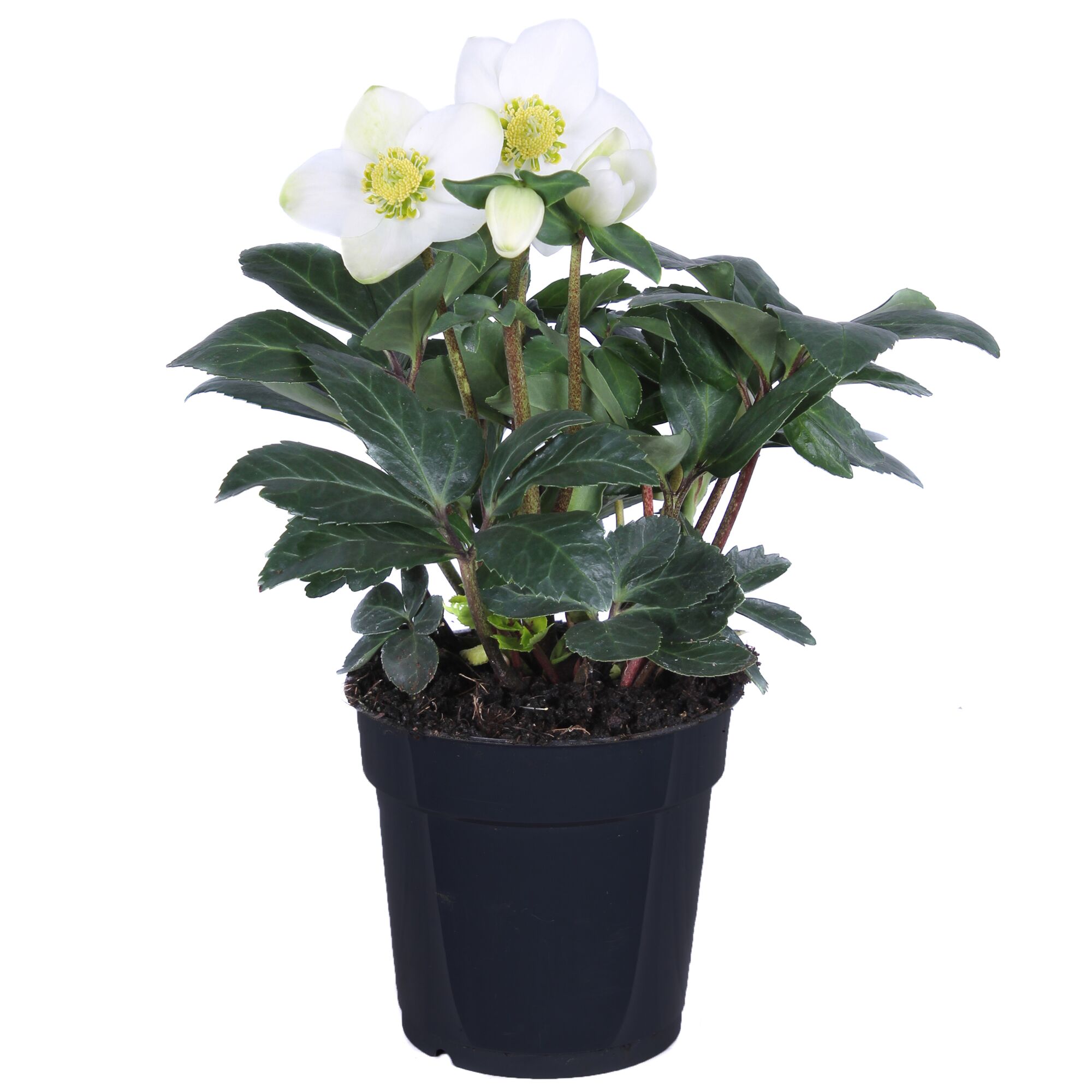 Weiße Christrose im schwarzen Topf