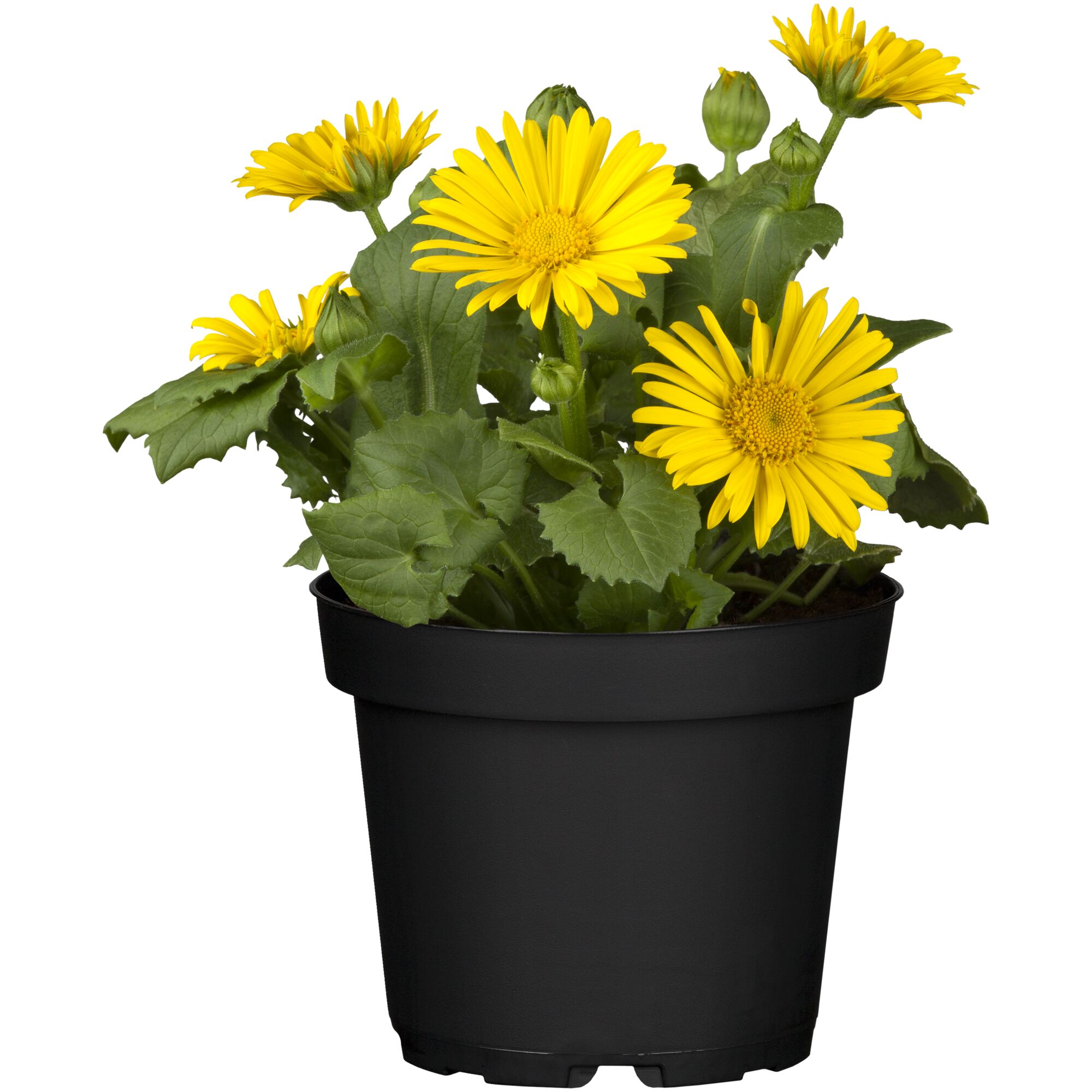 Gelbe Blütenpflanze im schwarzen Topf