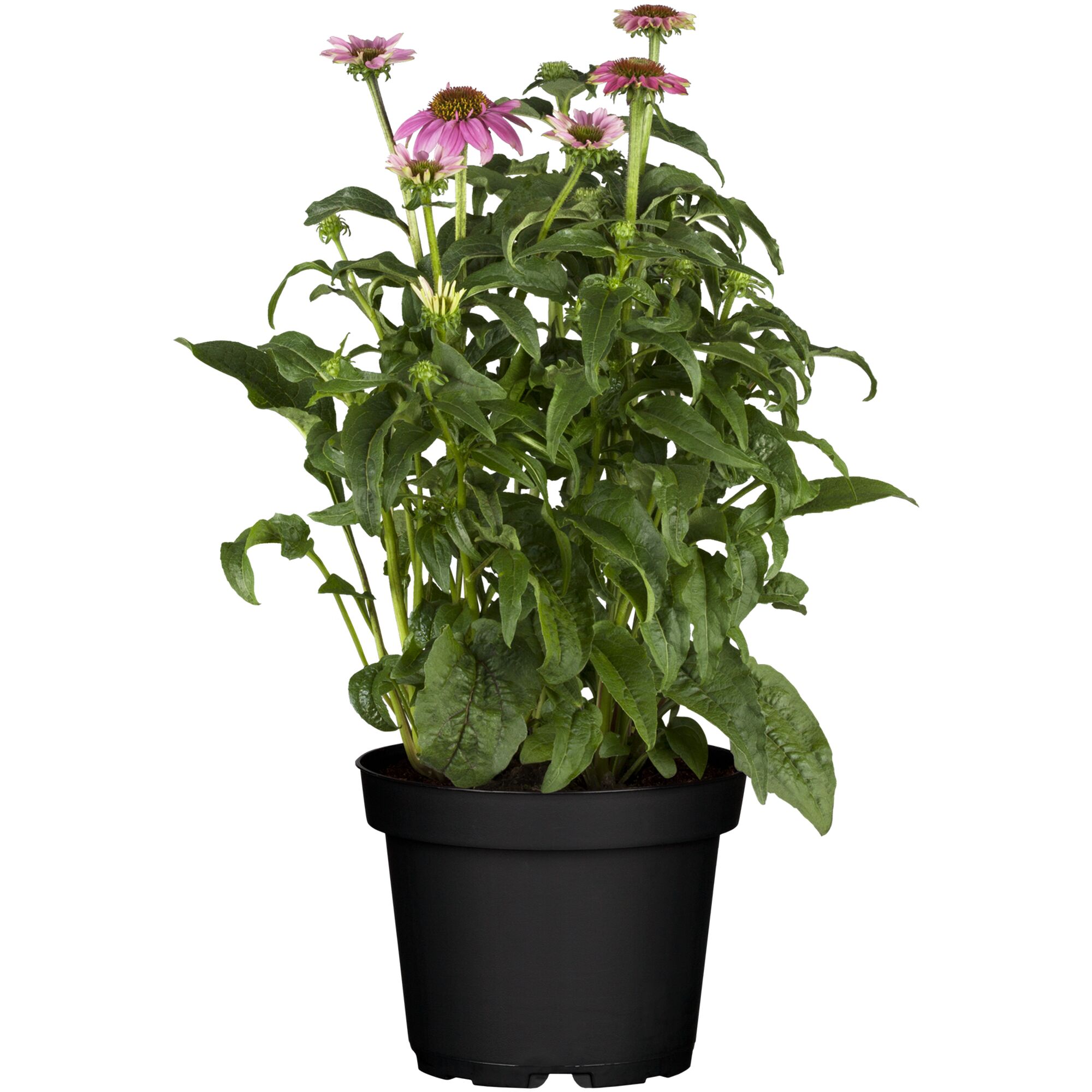 Rosa Sonnenhut im Topf