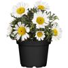 Margeriten im Topf