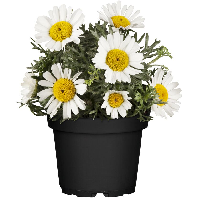 Margeriten im Topf