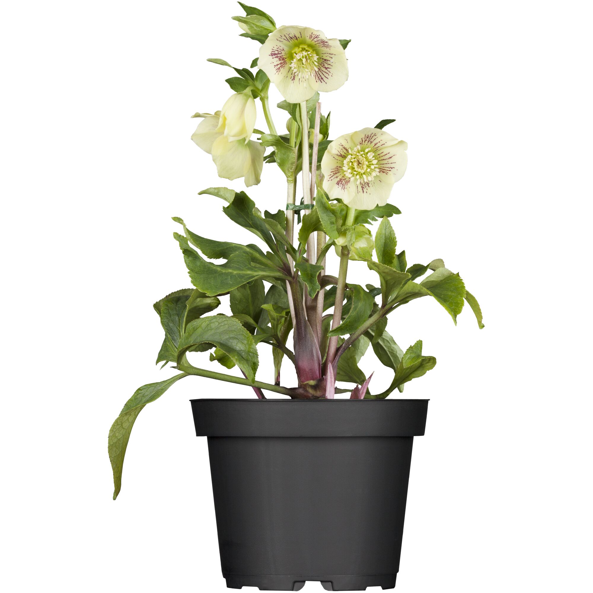 Helleborus Orientalis in schwarzem Topf