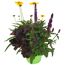 Herbststauden-Trio 17 cm Topf