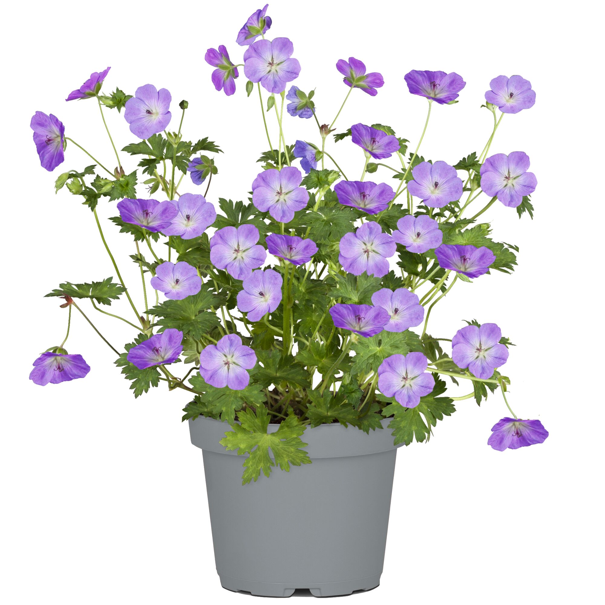 Storchschnabel Rozanne im grauen Topf