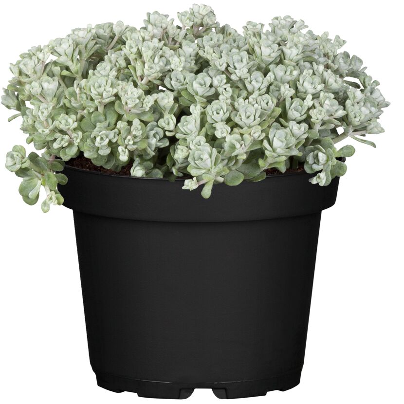 Sedum Pflanze im schwarzen Topf