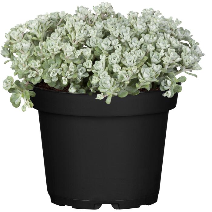 toom Sedum SondersortenMix 13 cm Topf ǀ toom Baumarkt
