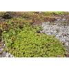 Verschiedene Sedum-Sorten